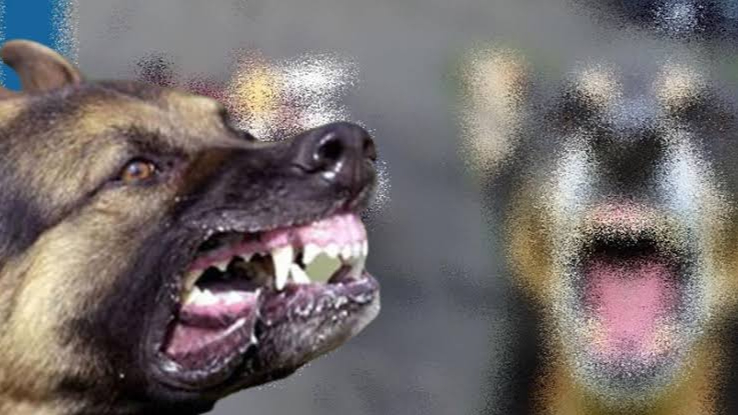 Şanlıurfa&#039;da Başıboş Köpekler Kazaya Yol Açtı: Sürücü Şarampole Uçtu, Durumu Ağır