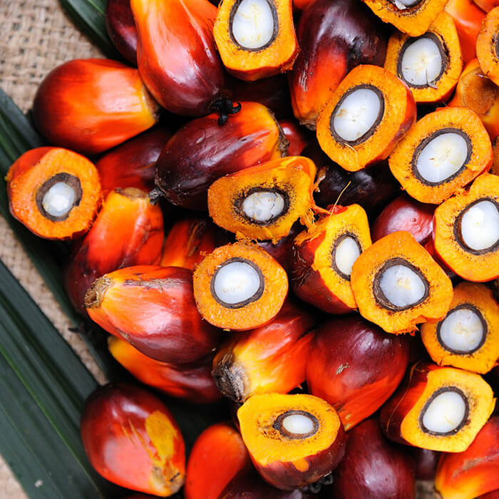 Çikolata Sanayisinin İki Yüzü: Kakao Kitlesi Nedir, Her Üründe Karşımıza Çıkan Palm Yağının Gizli Tehlikeleri Neler?